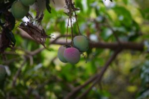 Photo Harimanga: Mangoes